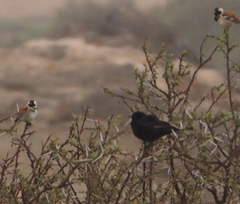 Onychognathus nabouroup