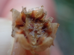 Drosanthemum intermedium