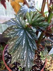 Begonia