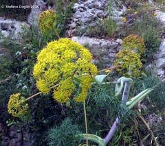 Thapsia garganica