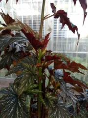 Begonia