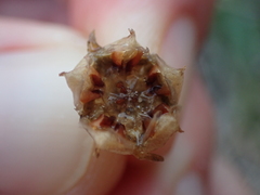 Drosanthemum intermedium