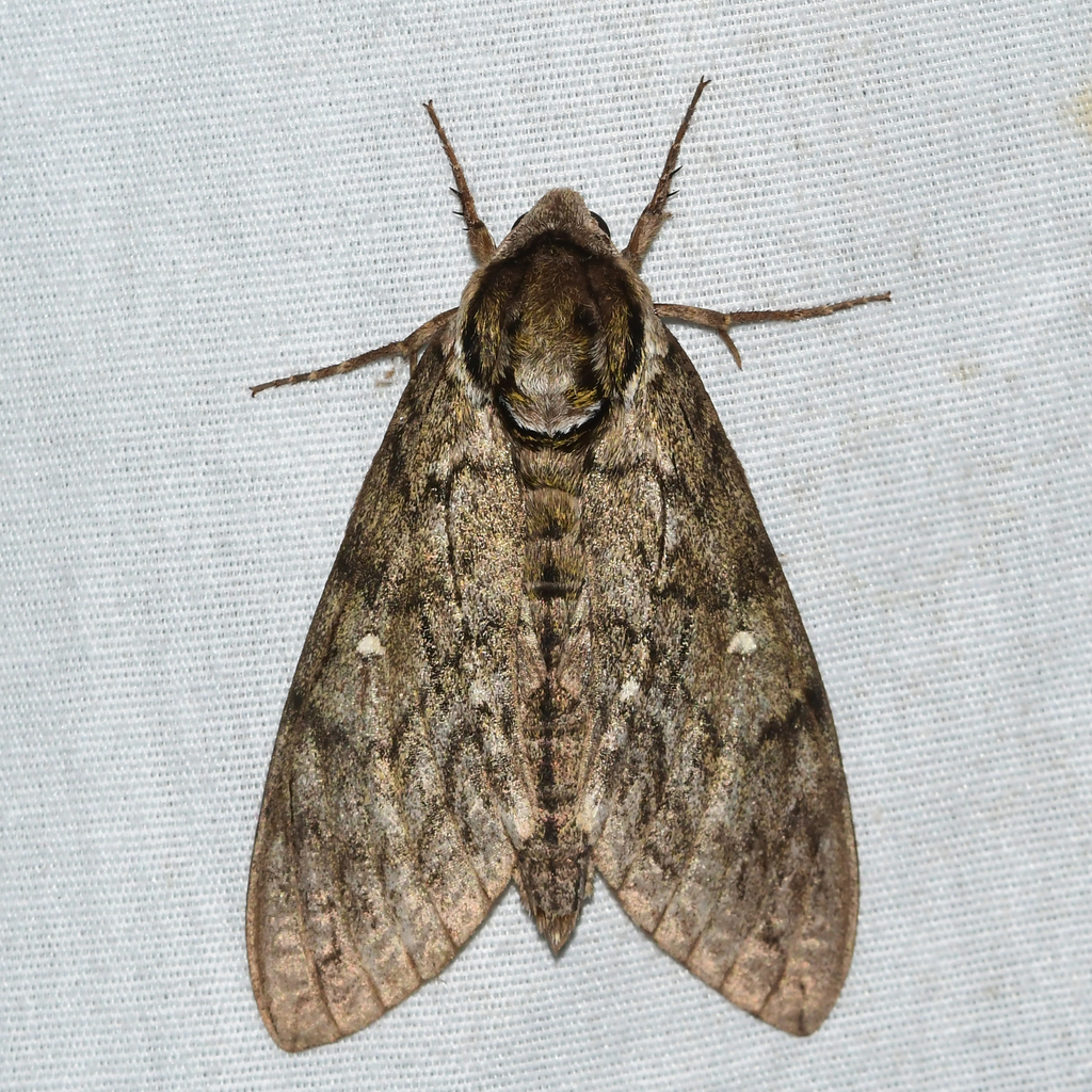 Ceratomia