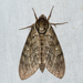 Ceratomia - Photo (c) Royal Tyler,  זכויות יוצרים חלקיות (CC BY-NC-SA), uploaded by Royal Tyler