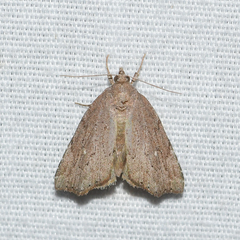 Cutina albopunctella