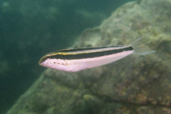 Petroscirtes breviceps