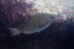 Girella punctata