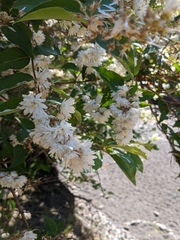 Deutzia pulchra