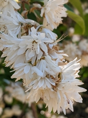 Deutzia pulchra