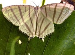 Urapteroides astheniata