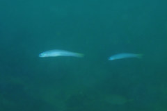 Ptereleotris microlepis