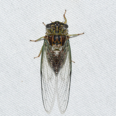 Diceroprocta vitripennis