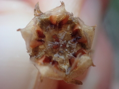 Drosanthemum intermedium