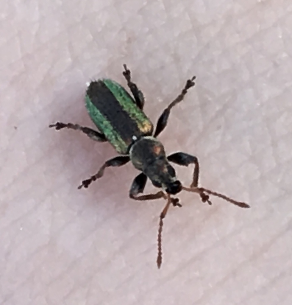 Phyllobius leonisi