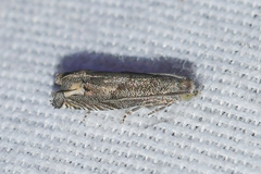 Epiblema minutana