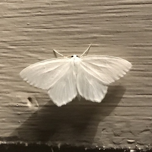 Snowy Geometer Moth photo 3