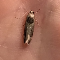 Pseudochelaria walsinghami