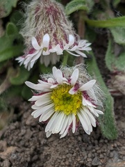 Erigeron denalii