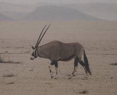 Oryx gazella