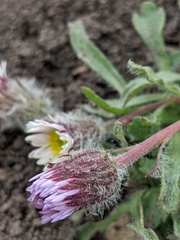 Erigeron denalii