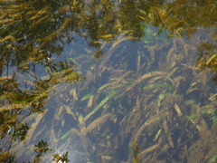 Vallisneria spiralis