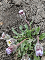 Erigeron denalii