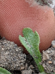 Erigeron denalii