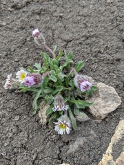 Erigeron denalii