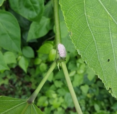 Drosicha