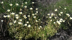 Saxifraga aspera