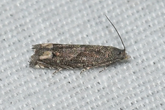 Epiblema minutana