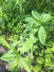 Cynoglossum officinale