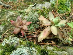 Orostachys malacophylla