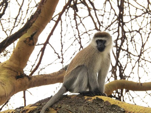Vervet Monkey