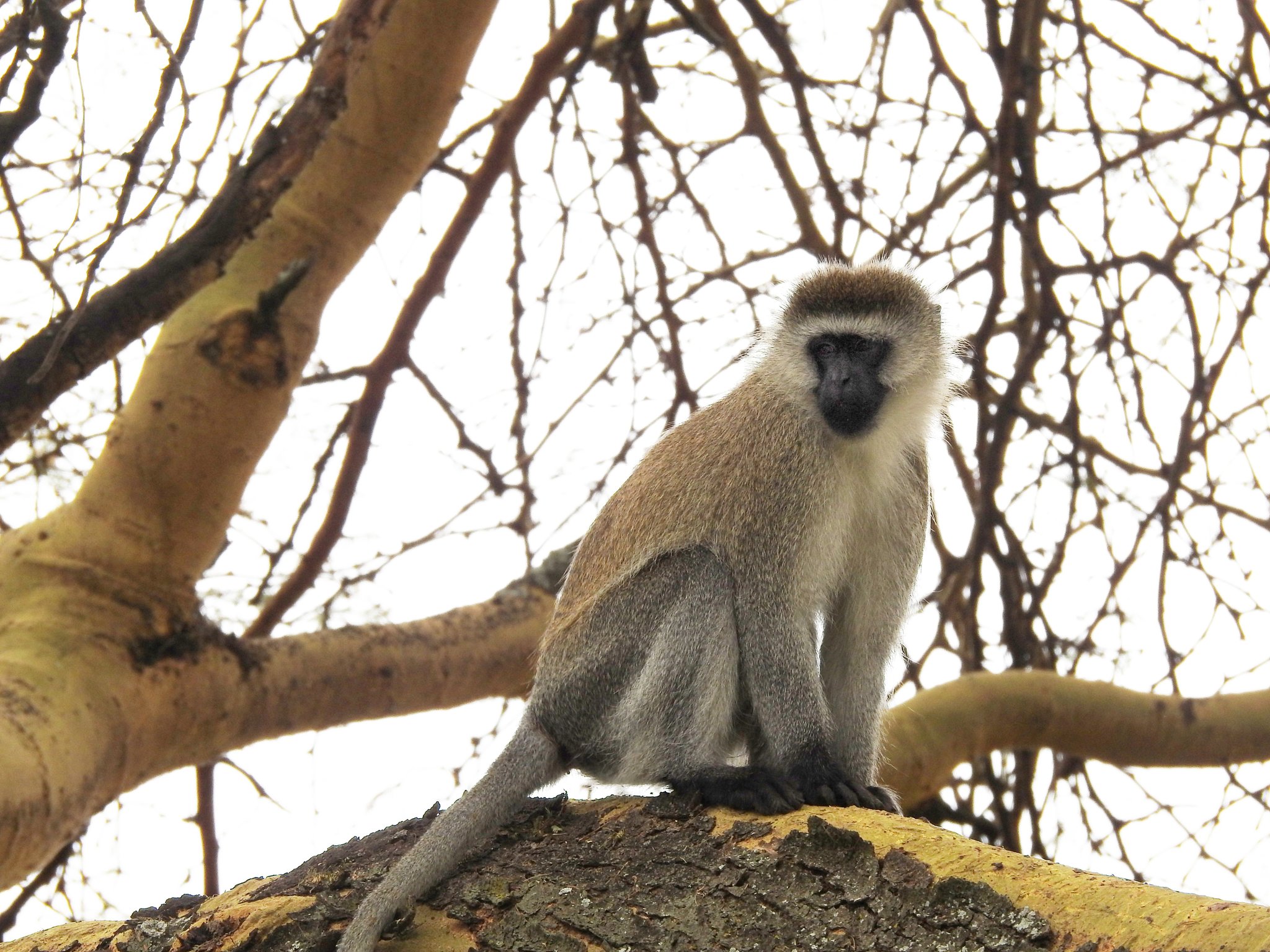 Foto de Macaco Vervetchlorocebus Pygerythrus e mais fotos de stock