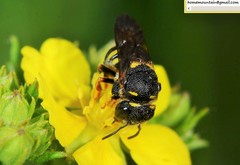 Anthidiellum boreale