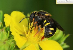 Anthidiellum boreale