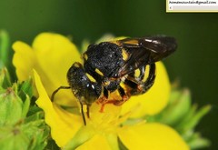 Anthidiellum boreale