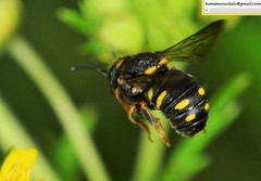 Anthidiellum boreale