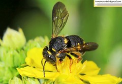 Anthidiellum boreale