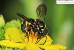 Anthidiellum boreale