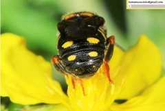 Anthidiellum boreale