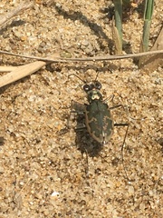 Ellipsoptera marginata