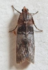 Sciota vetustella