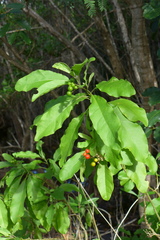 Solanum donianum