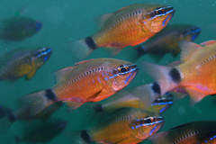 Ostorhinchus fleurieu