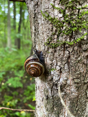 Karaftohelix maackii