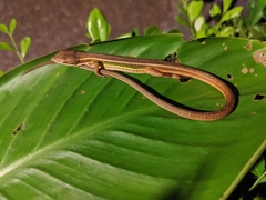 Takydromus viridipunctatus