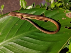 Takydromus viridipunctatus