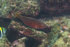 Pseudolabrus eoethinus